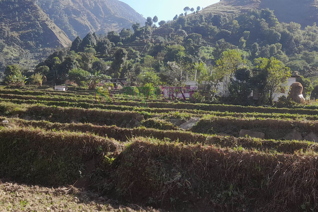 स्थानीय तहको जस्तो चुनावी रौनक छैन् गाउँमा 